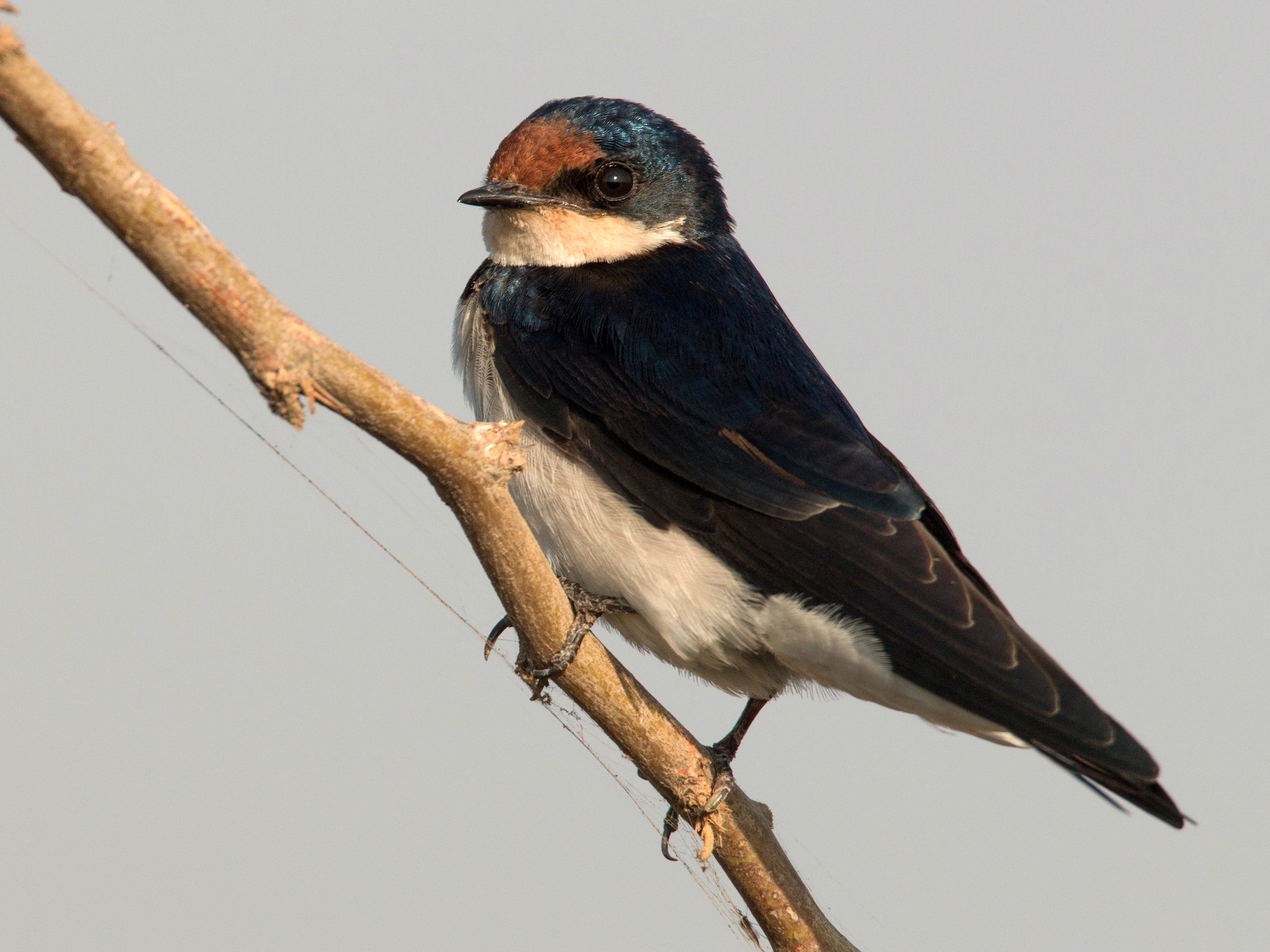 Ethiopian Swallow - Ian Davies