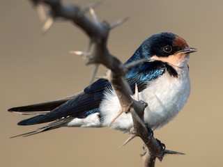  - Ethiopian Swallow