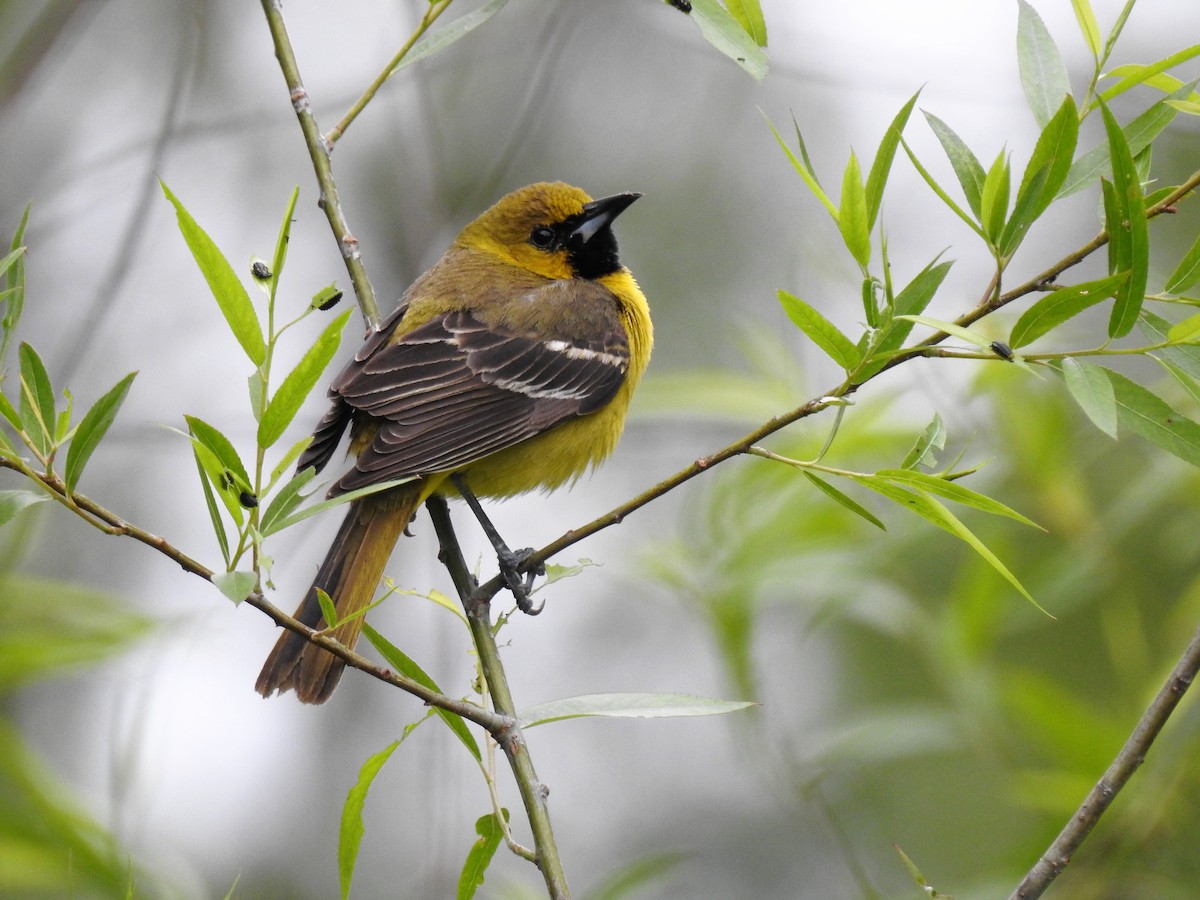 Orchard Oriole - ML246860061