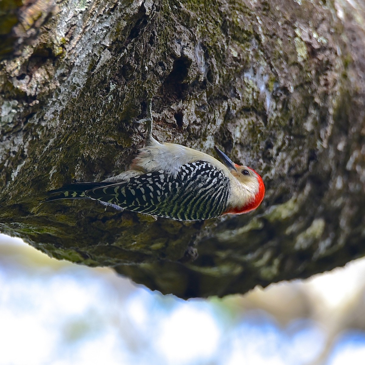 Red-bellied Woodpecker - Warren Lynn