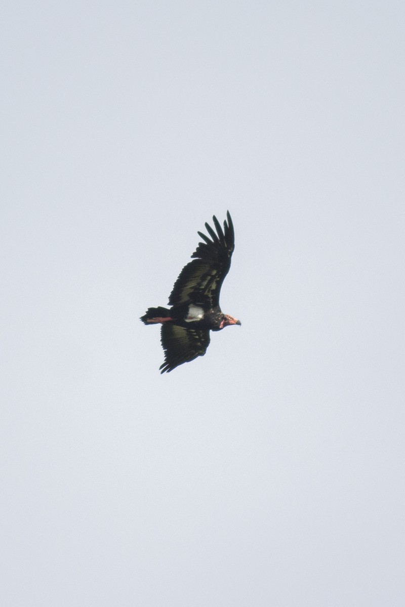 Red-headed Vulture - ML246862081