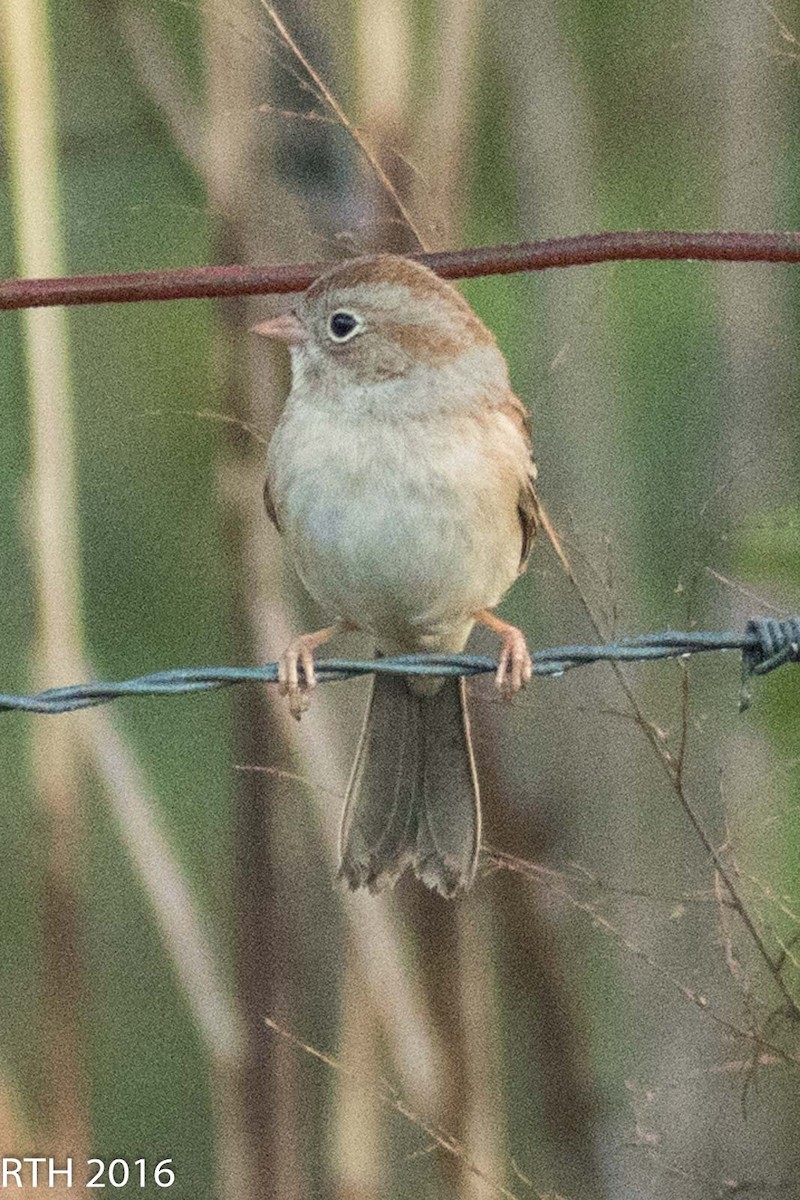 Field Sparrow - Randy Harrod