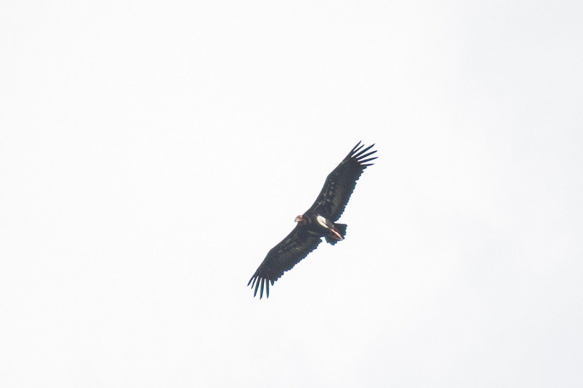 Red-headed Vulture - ML246862441