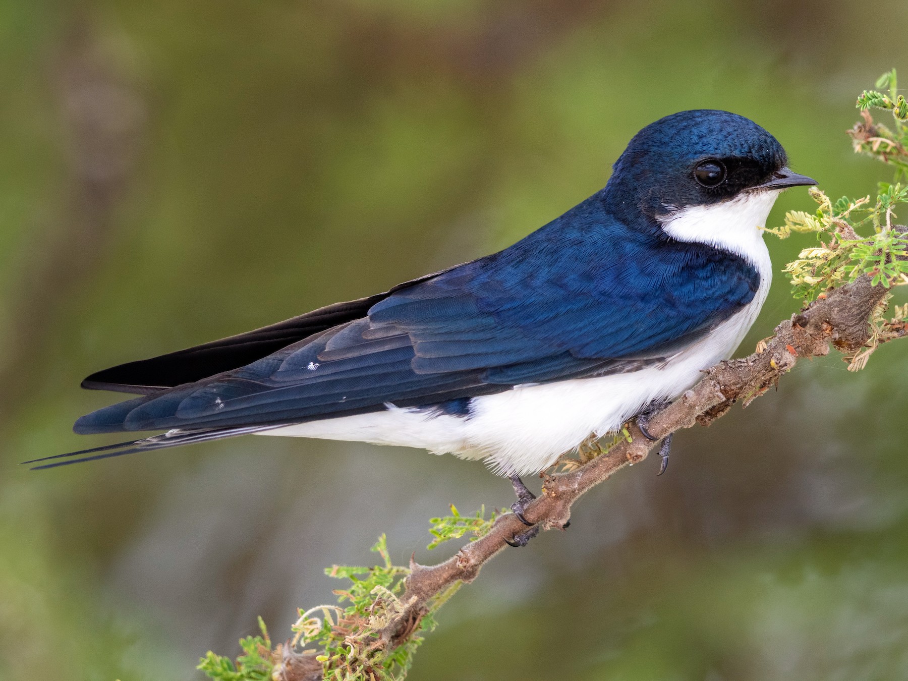 White-tailed Swallow - Stefan  Hirsch
