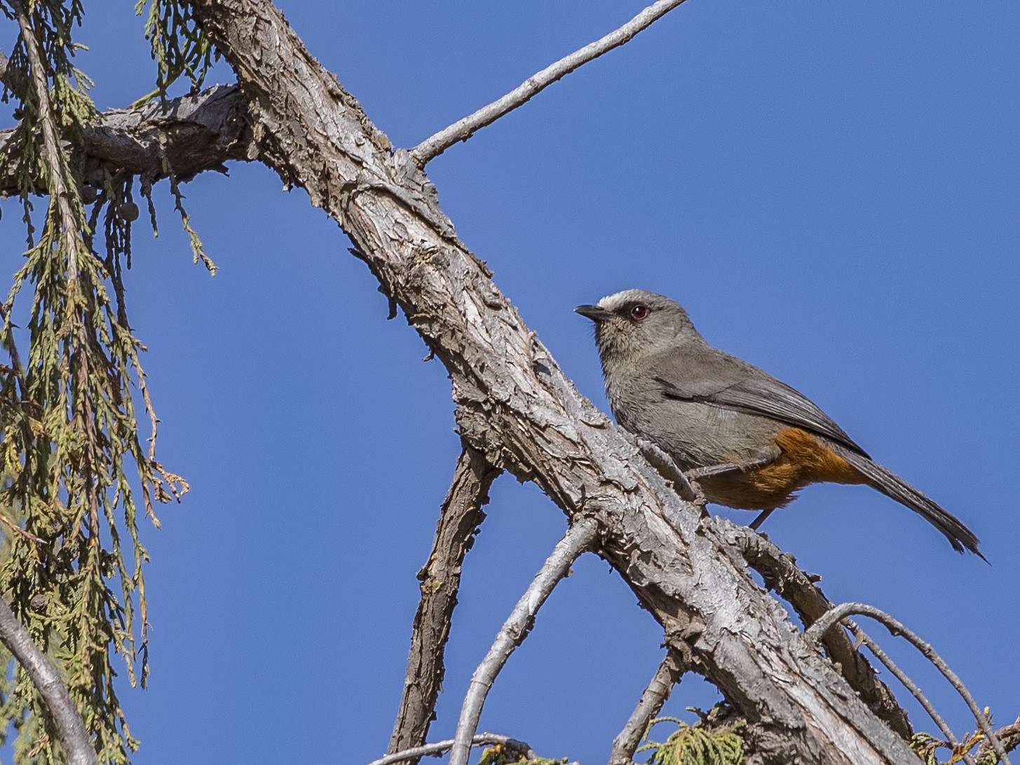 Abyssinian Catbird - H. Çağlar Güngör