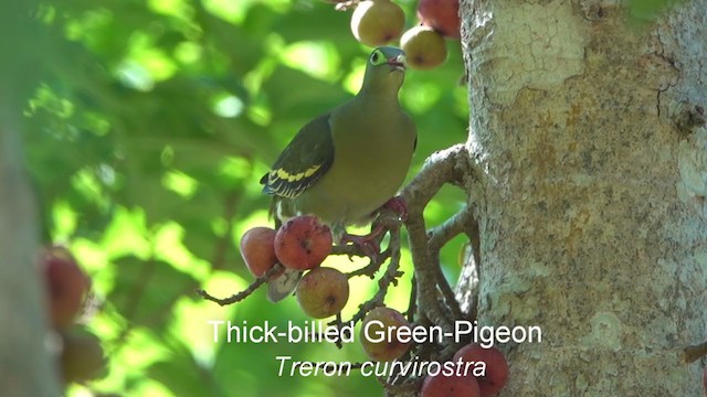 Thick-billed Green-Pigeon - ML246870301