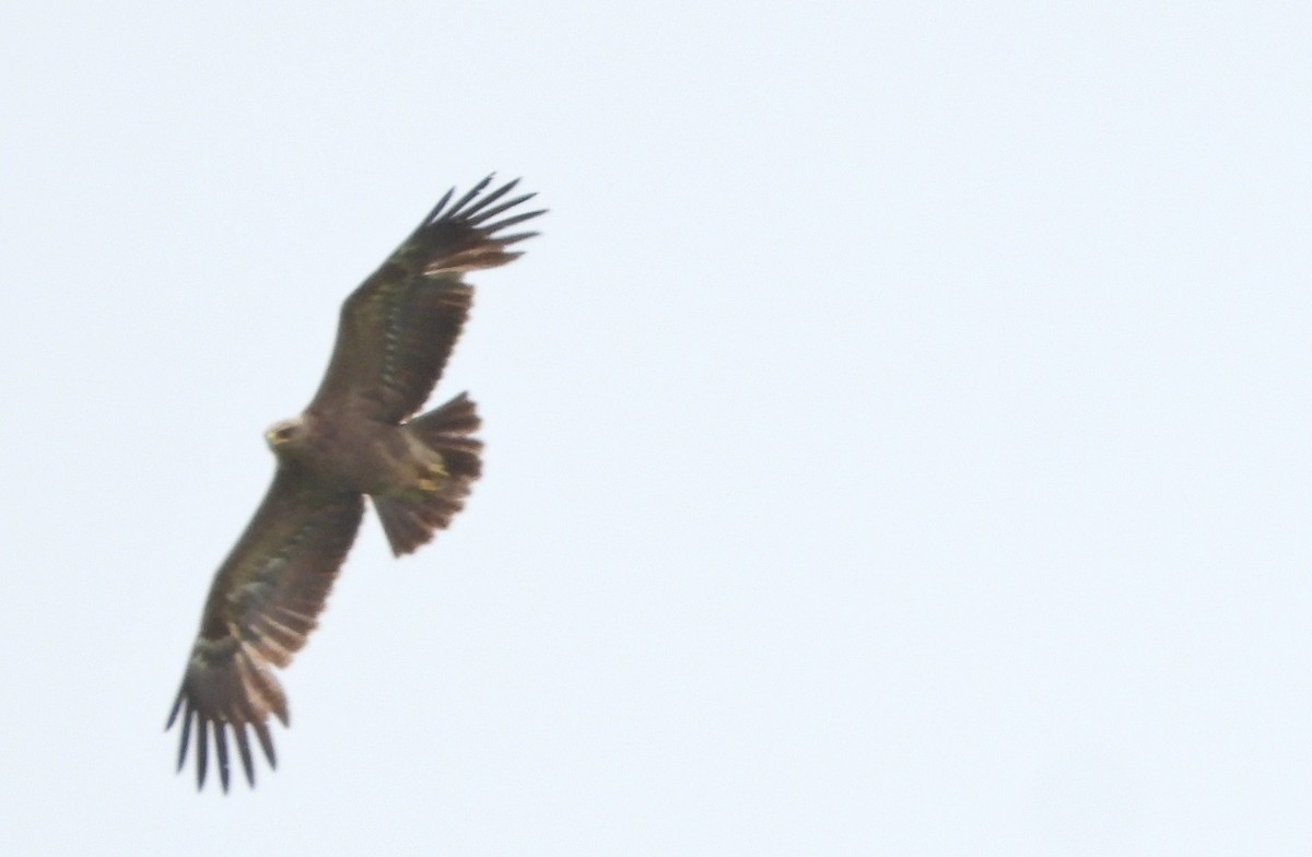 Lesser Spotted Eagle - ML246872781