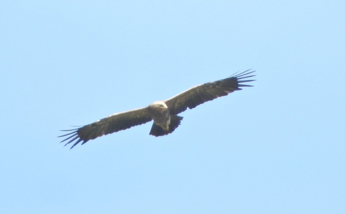 Lesser Spotted Eagle - ML246873171
