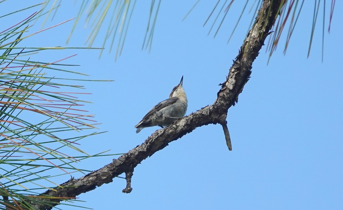 Brown-headed Nuthatch - ML246873461