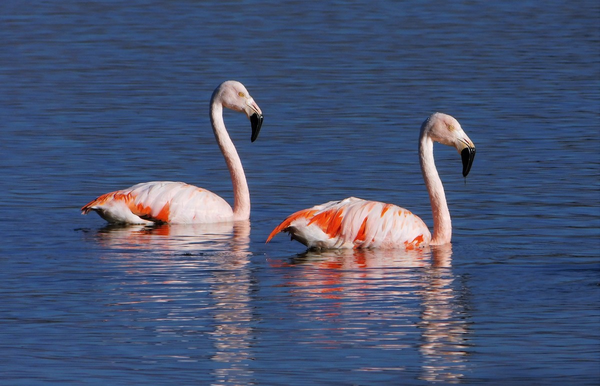 Chilean Flamingo - Nicolás Bejarano