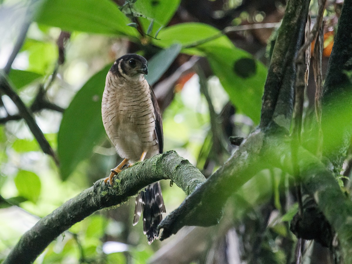 Barred Forest-Falcon - Nick Athanas