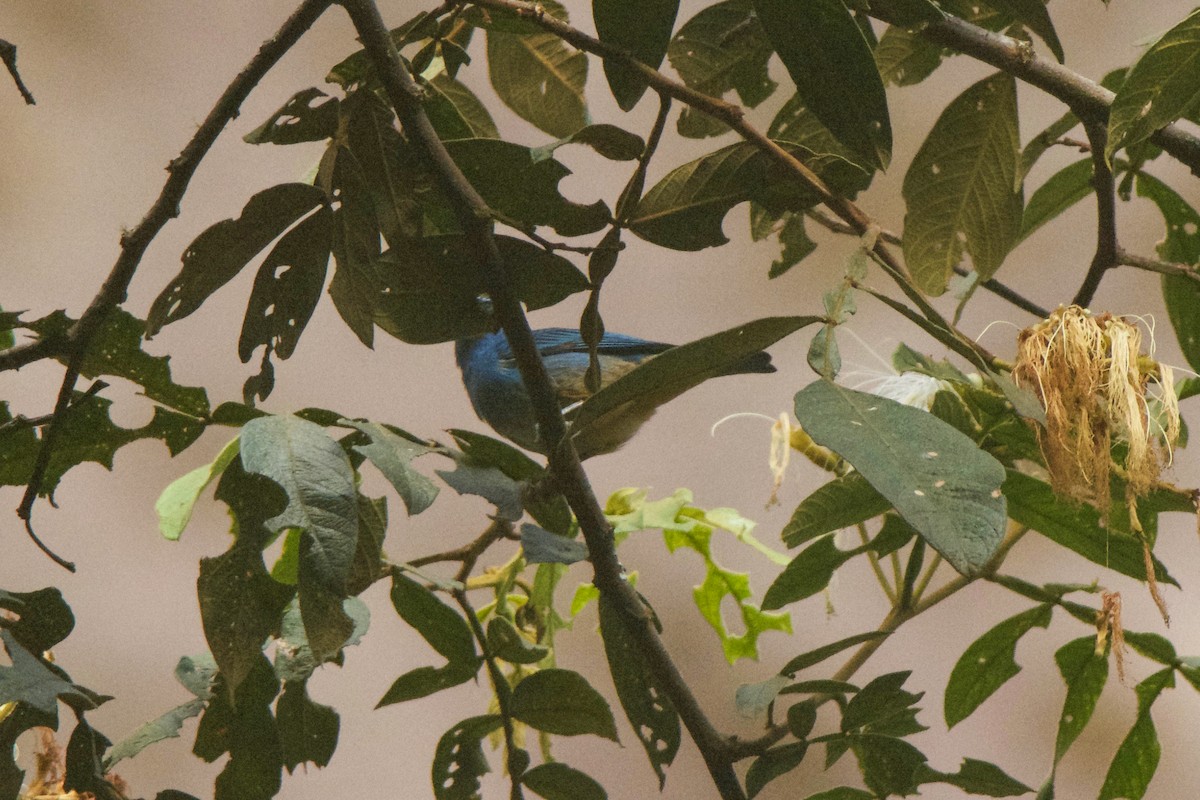 Golden-naped Tanager - ML246878551