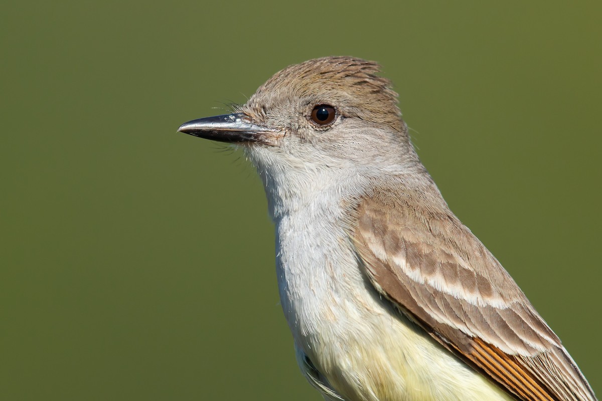 Ash-throated Flycatcher - Dorian Anderson