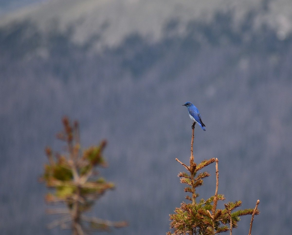 Mountain Bluebird - ML246881721