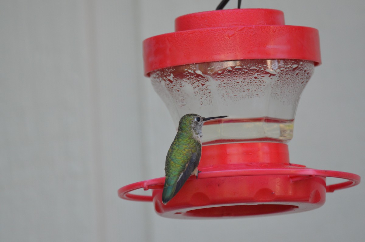 Broad-tailed Hummingbird - Jeff Sexton