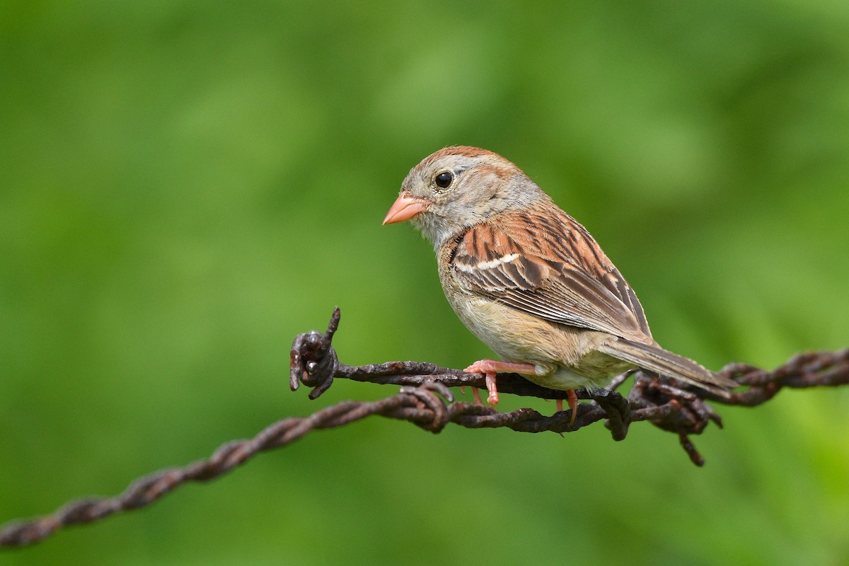 Field Sparrow - Grace C