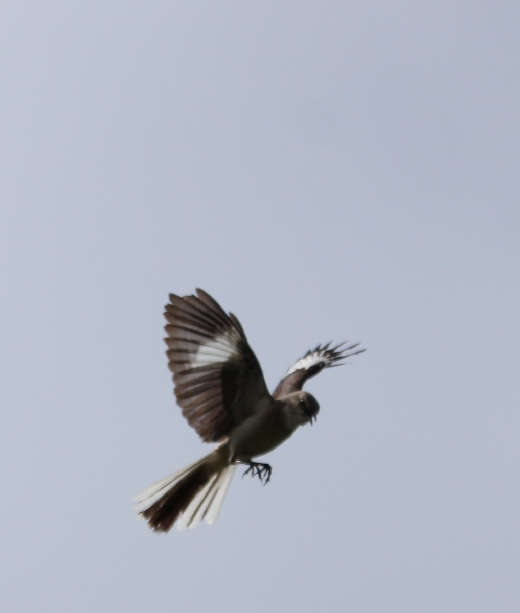 Northern Mockingbird - valerie heemstra