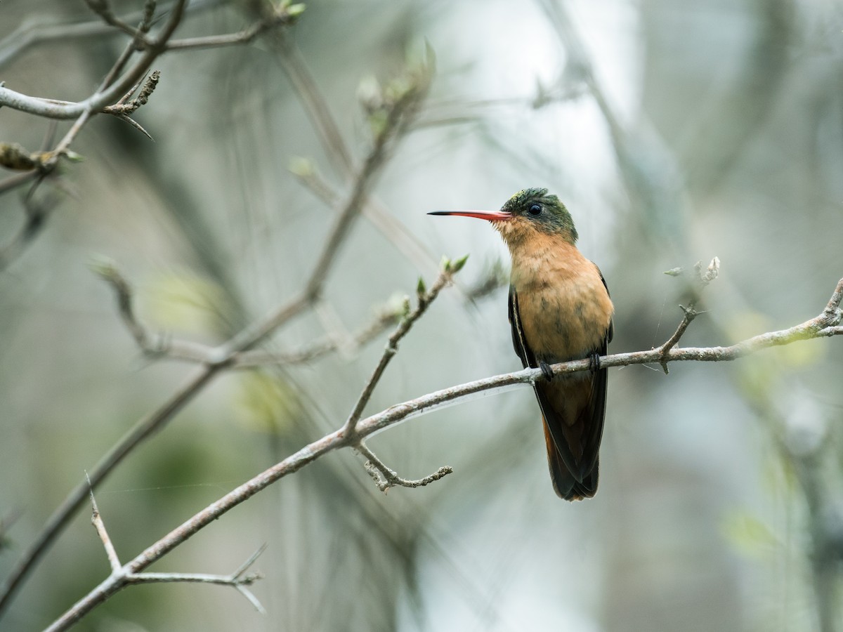 Cinnamon Hummingbird (Mainland) - Nick Athanas