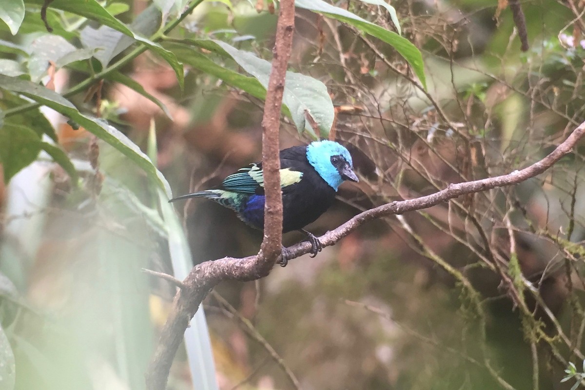 Blue-necked Tanager - ML246888481