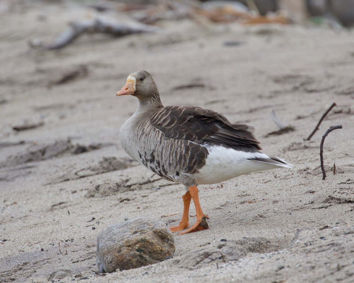 Greater White-fronted Goose - ML246888951