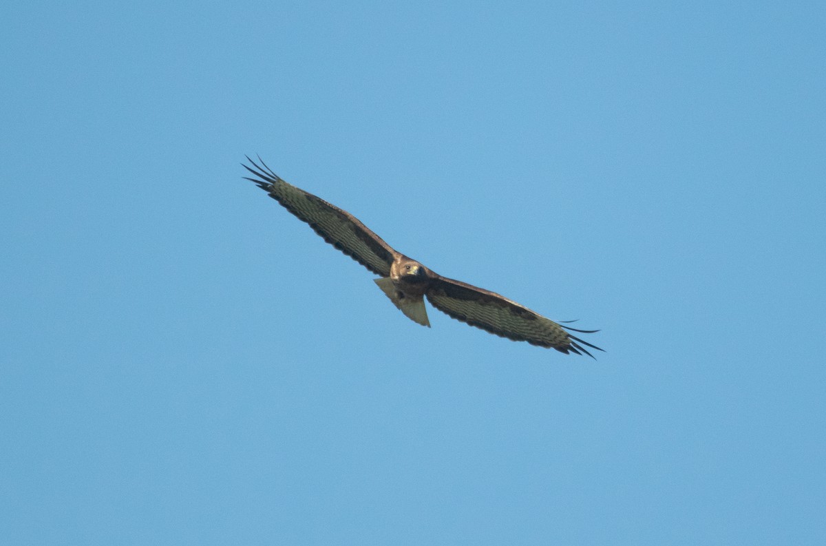 Red-tailed Hawk - ML246901911