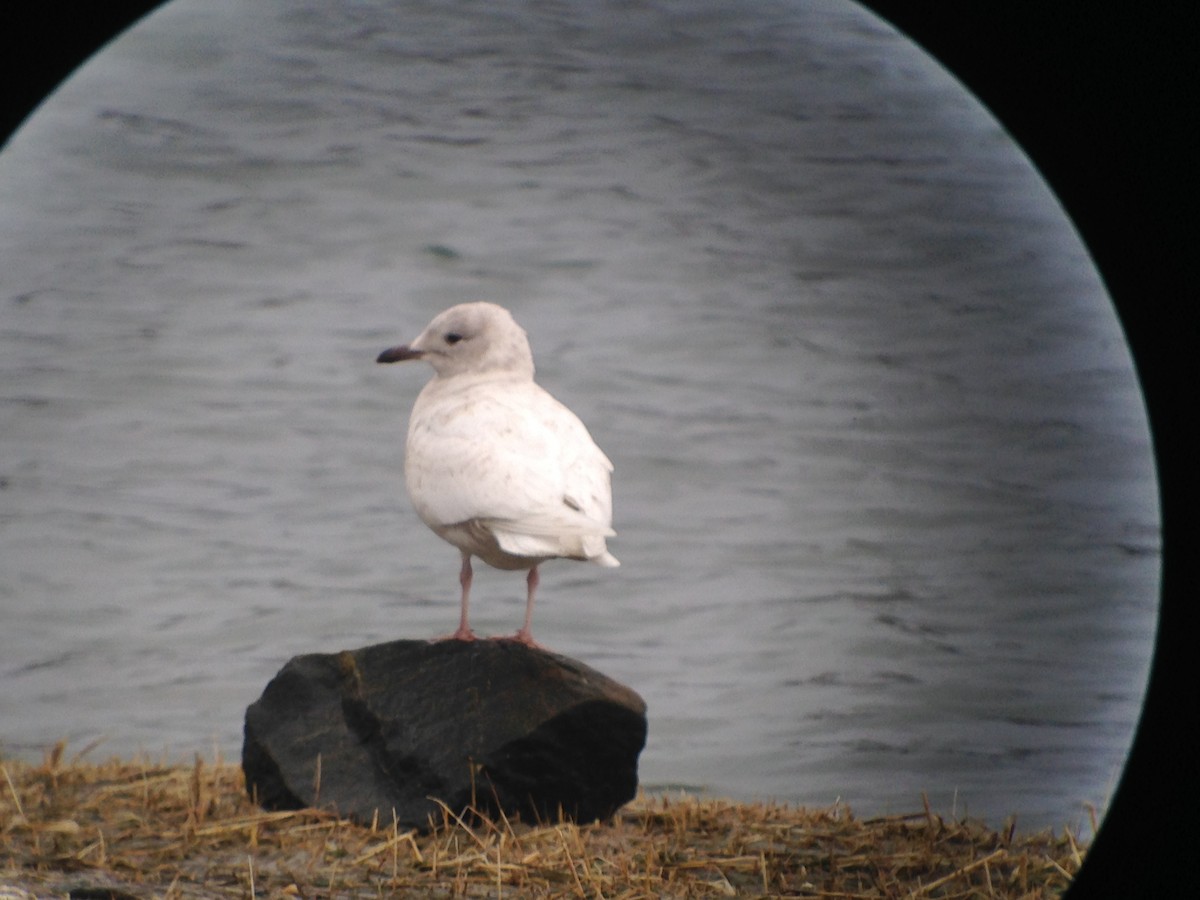 Iceland Gull (kumlieni) - Marshall Iliff