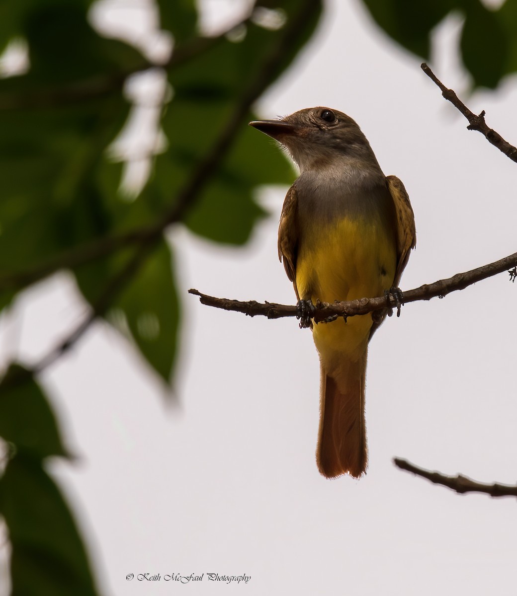 Great Crested Flycatcher - Keith McFaul