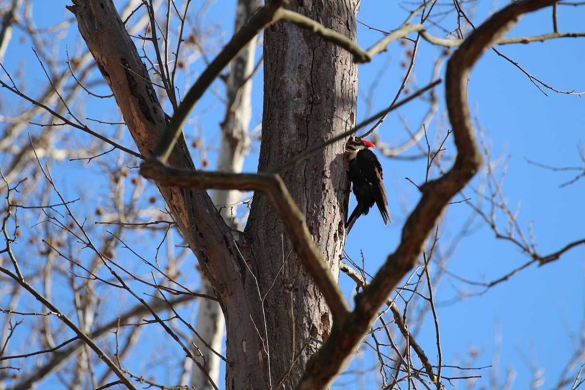Pileated Woodpecker - ML24690891