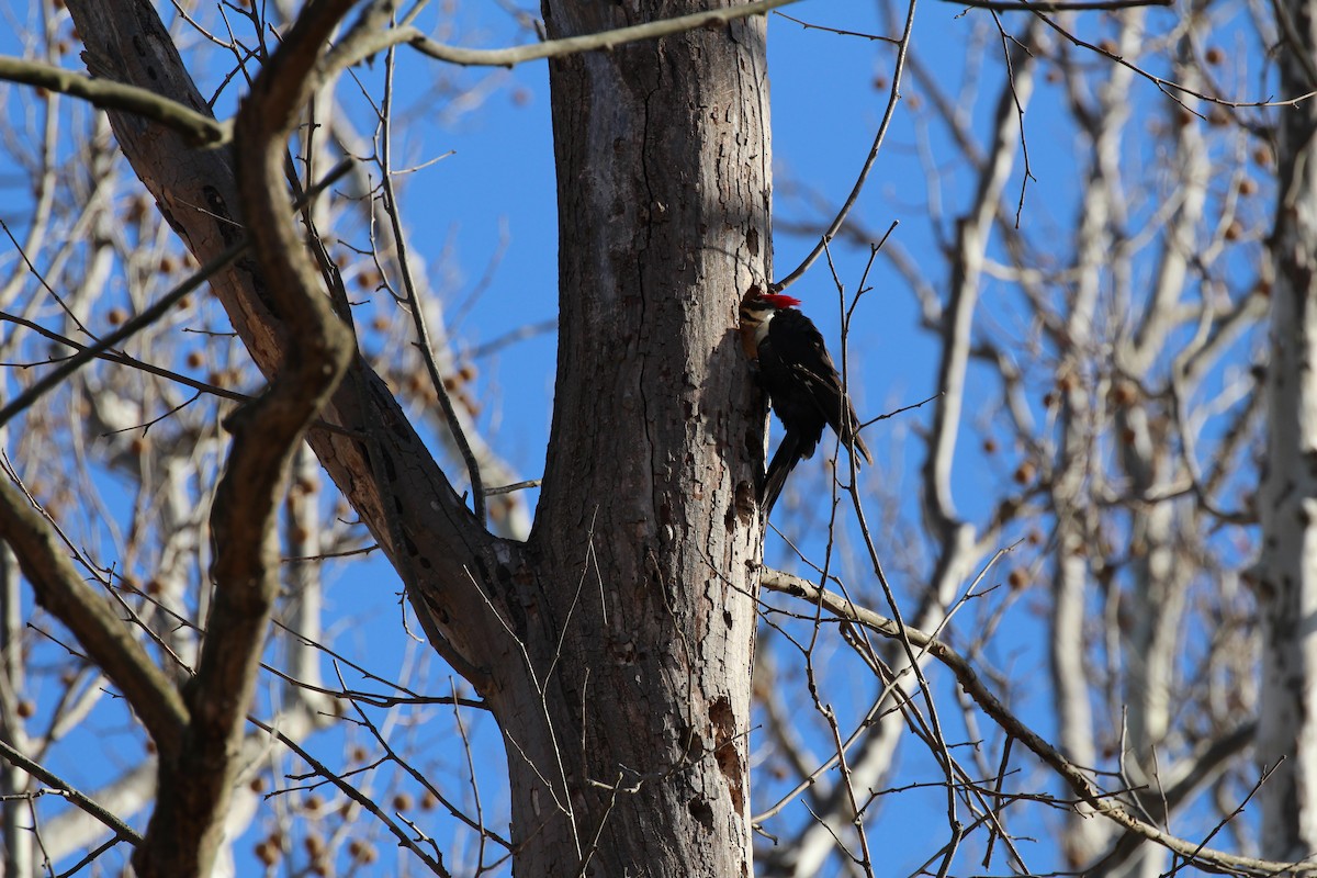 Pileated Woodpecker - Russell Allison