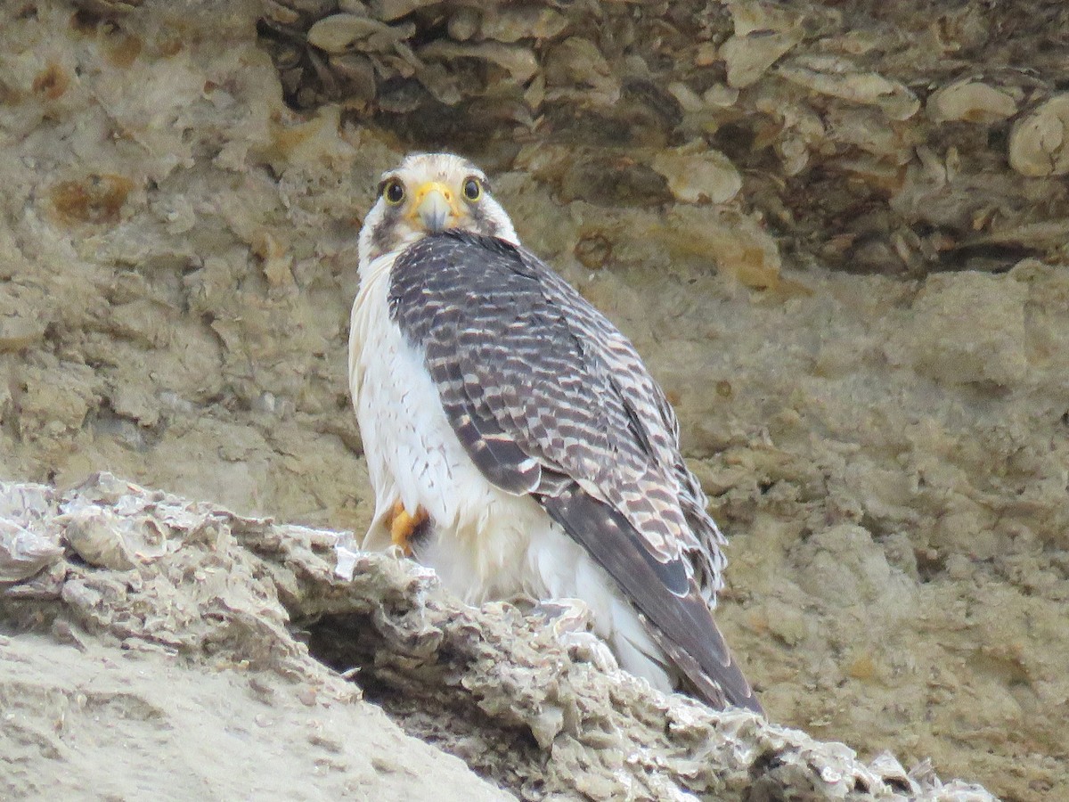 Peregrine Falcon (South American) - ML24690911