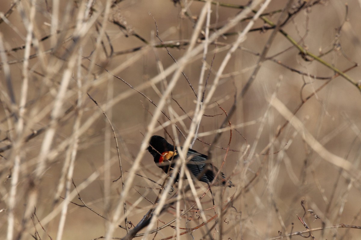 Red-winged Blackbird - ML24691041