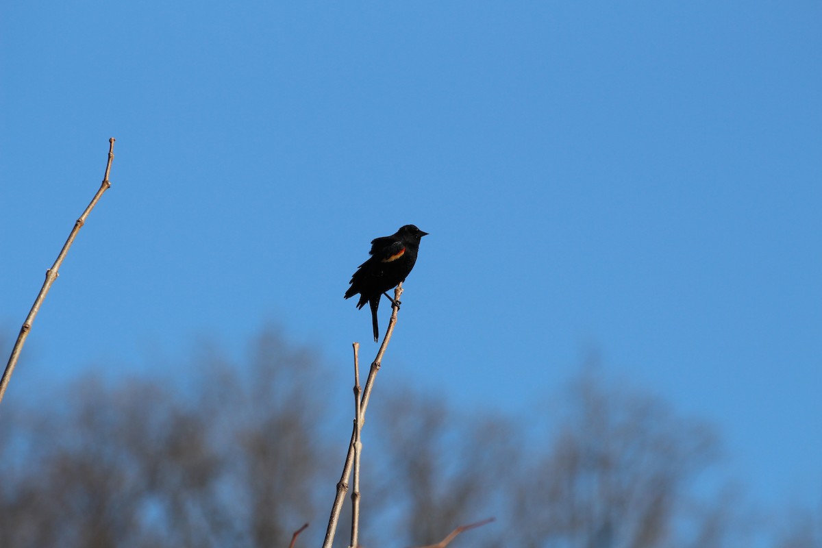 Red-winged Blackbird - ML24691061