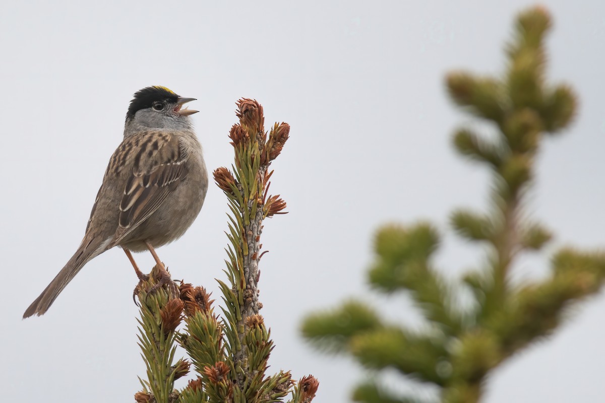 Golden-crowned Sparrow - ML246912321