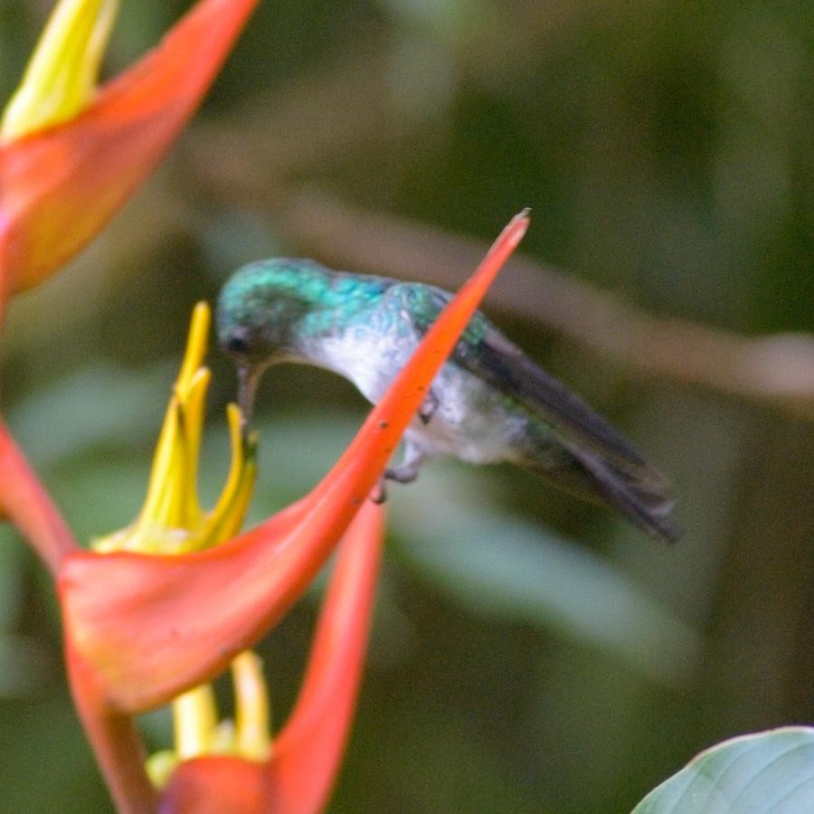 Violet-bellied Hummingbird - ML246914291