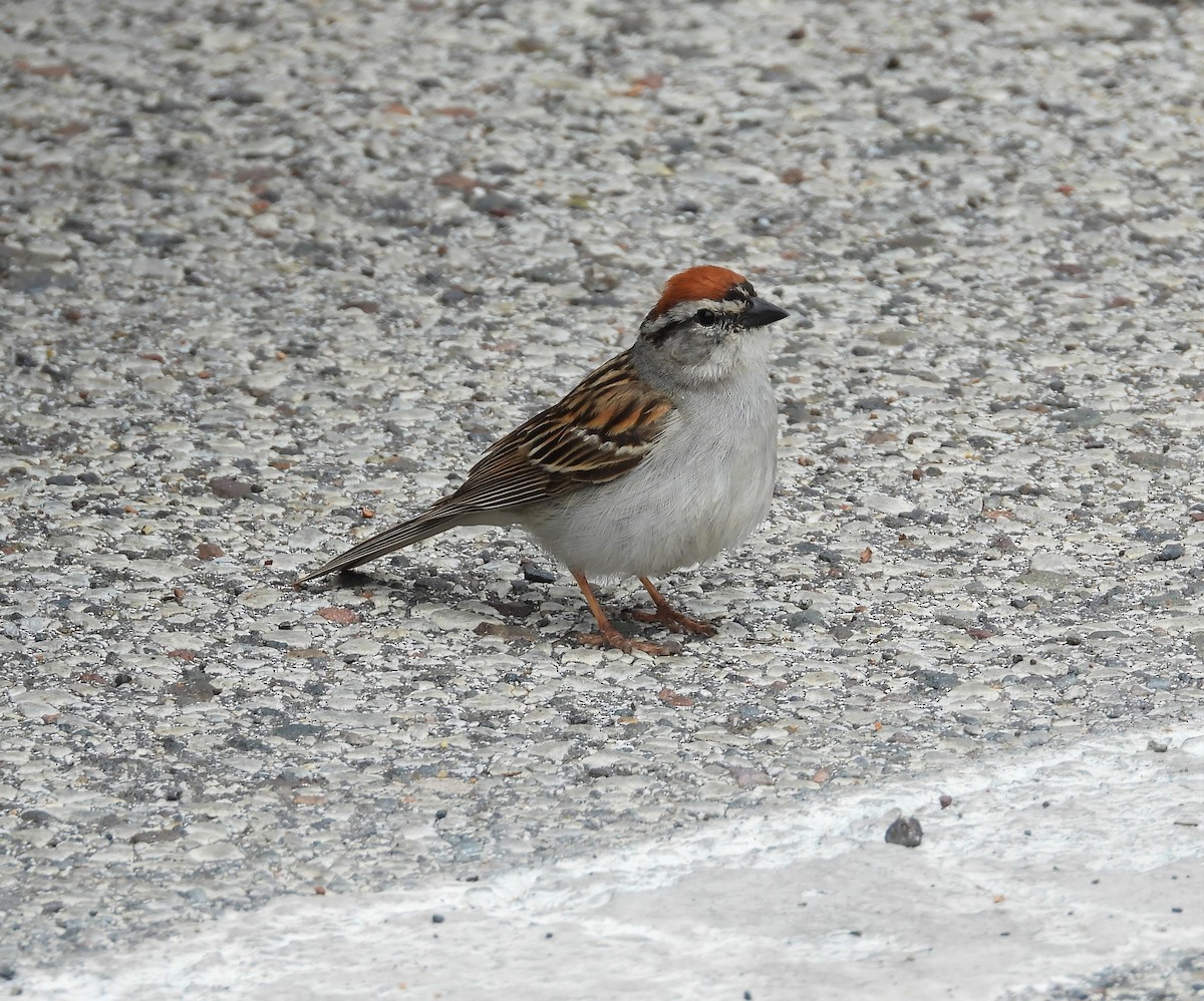 Chipping Sparrow - Michael W. Sack