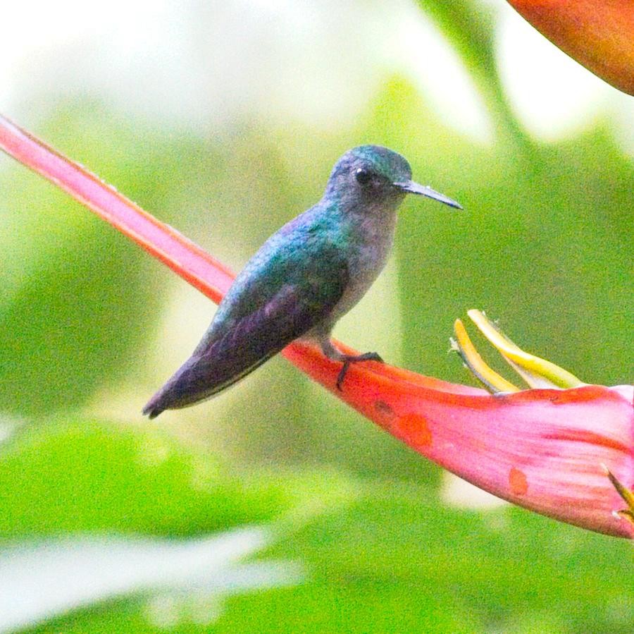 Violet-bellied Hummingbird - ML246914591
