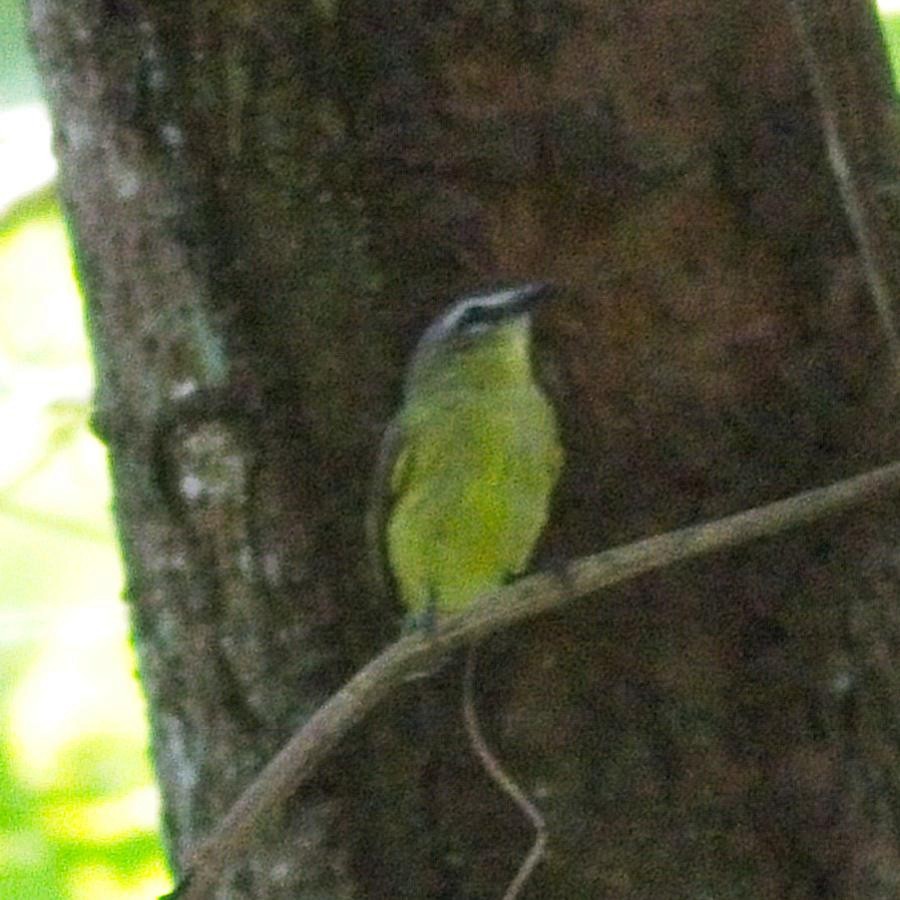 Brown-capped Tyrannulet - ML246915401