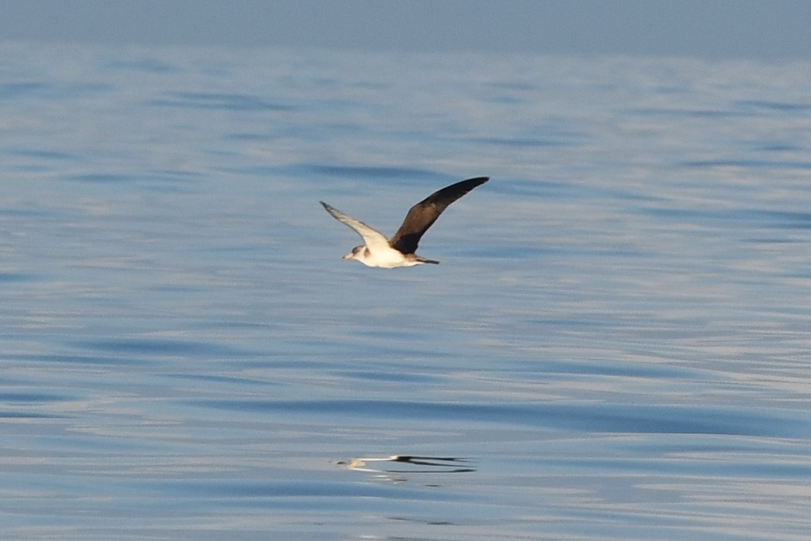 Cory's Shearwater - Mike Sylvia