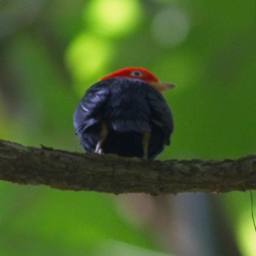Red-capped Manakin - ML246917441