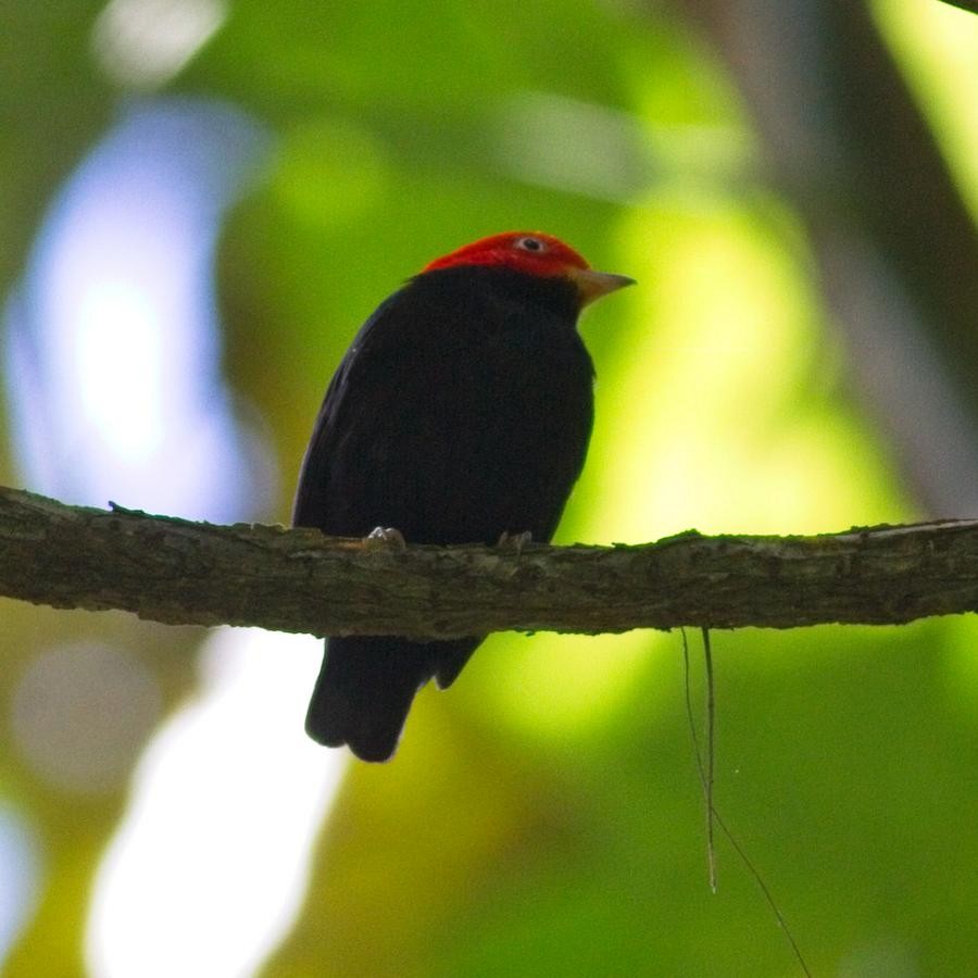 Red-capped Manakin - ML246917841
