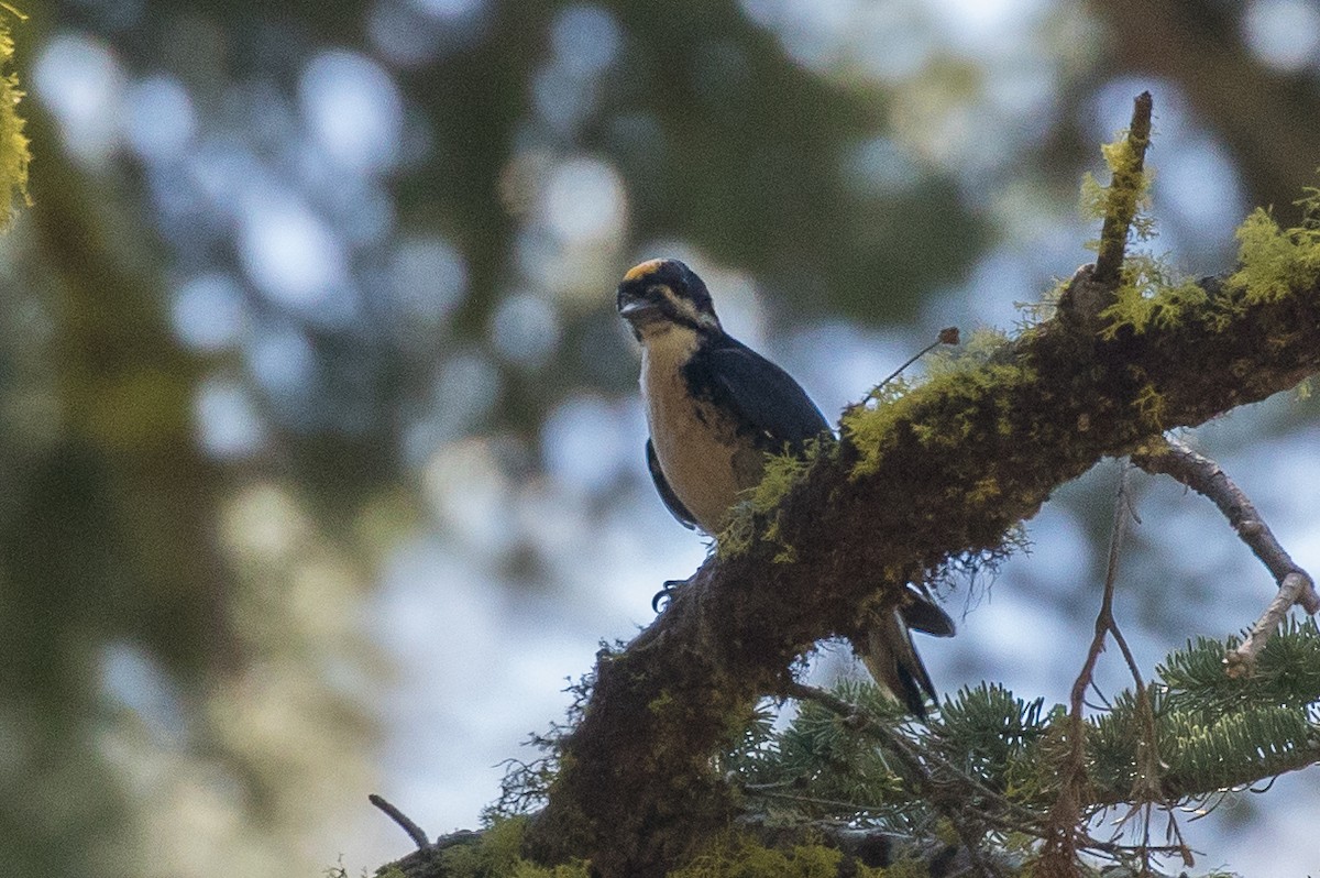 Black-backed Woodpecker - ML246919511
