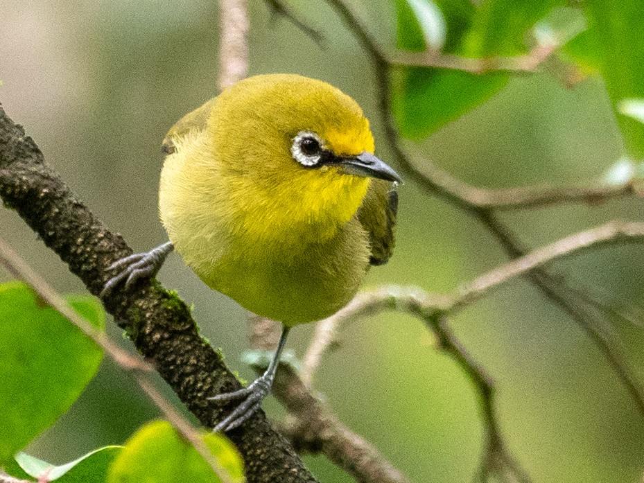 Heuglin's White-eye - Forest Botial-Jarvis
