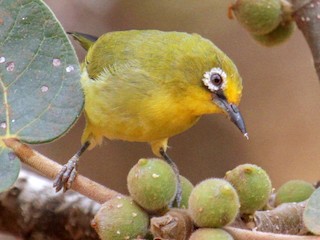 Heuglin's White-eye - eBird