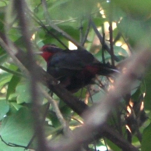 Red-throated Ant-Tanager - ML246920951