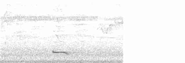 Lance-tailed Manakin - ML246921941