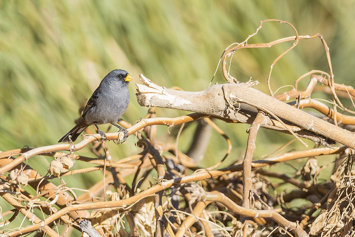 Band-tailed Seedeater - ML246922081