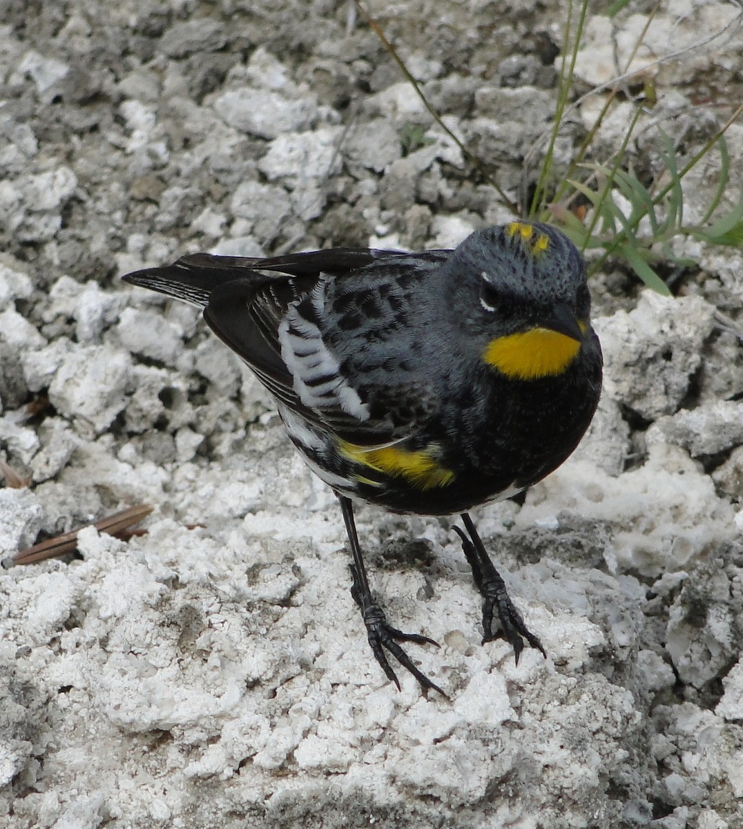 Yellow-rumped Warbler (Audubon's) - Jan Thom