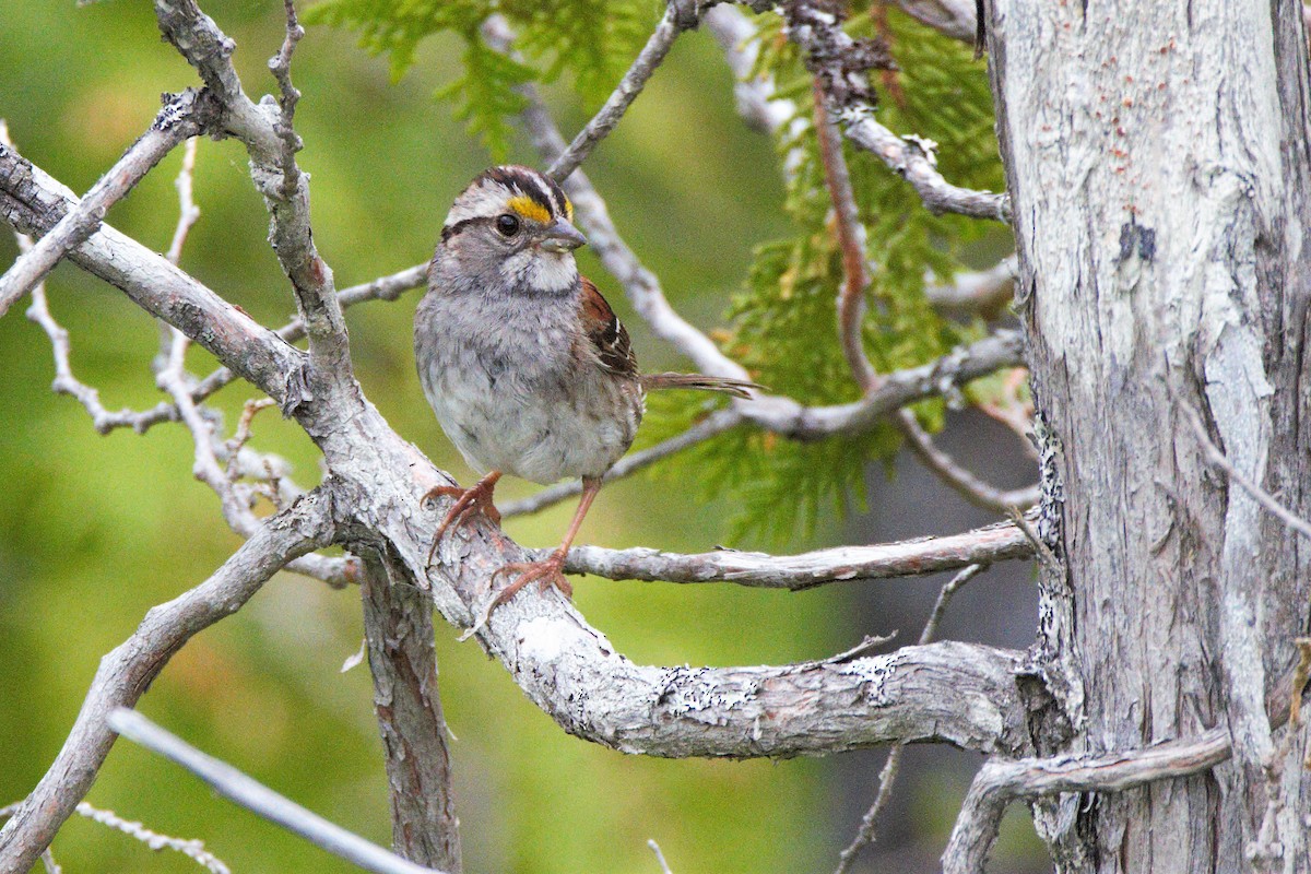 White-throated Sparrow - ML246924011