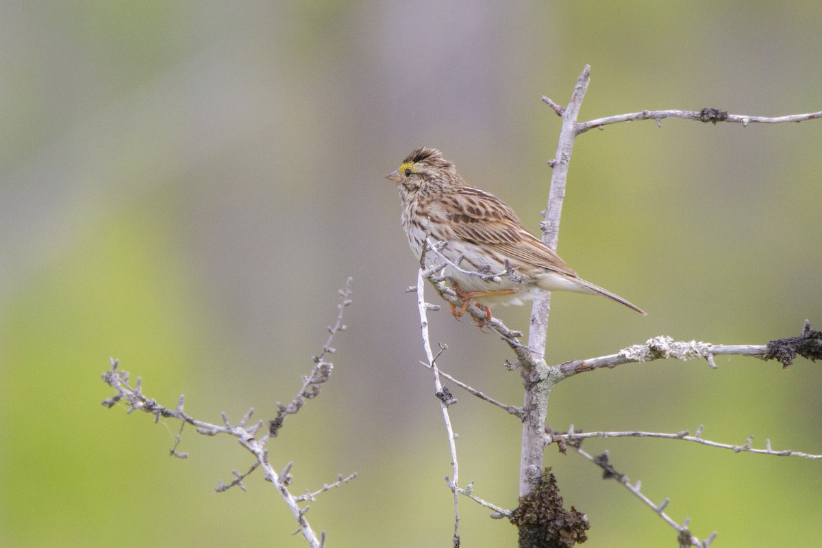 Savannah Sparrow - ML246924351