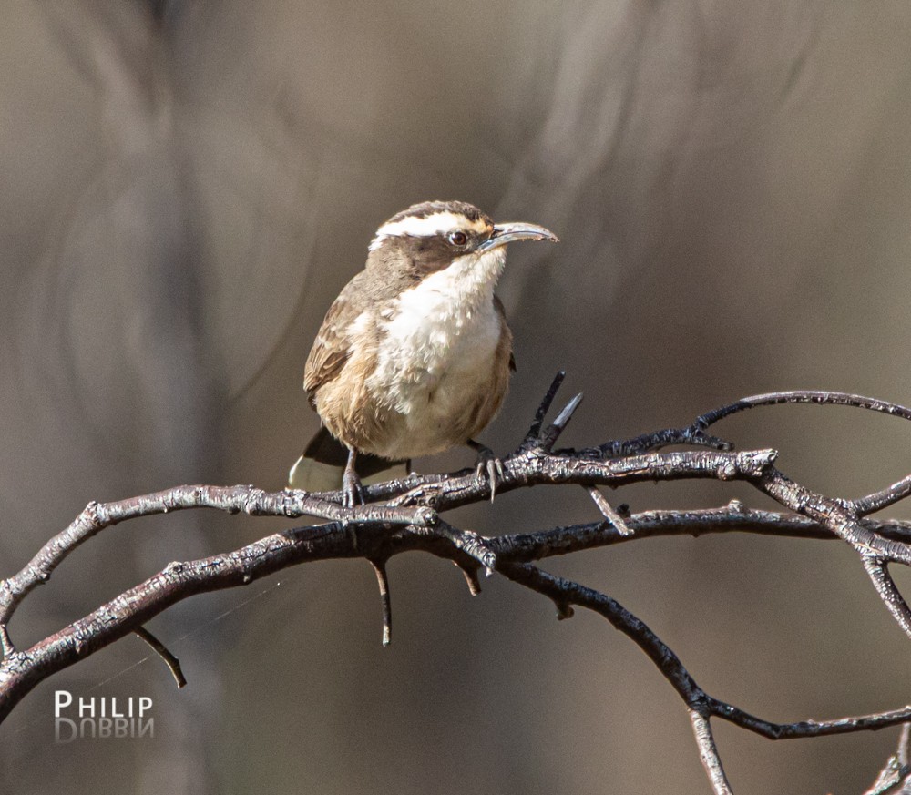 eBird Australia Checklist - 26 Jun 2020 - Chiltern-Mt Pilot National ...